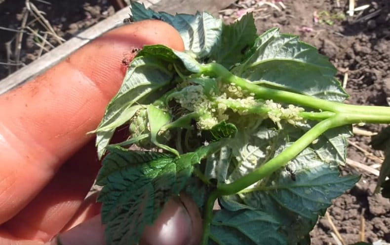 Описание ремонтантного сорта малины Херитейдж