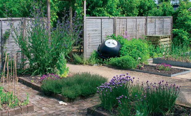 Описание шнитт-лука, как вырастить зимой в горшке, в открытом грунте