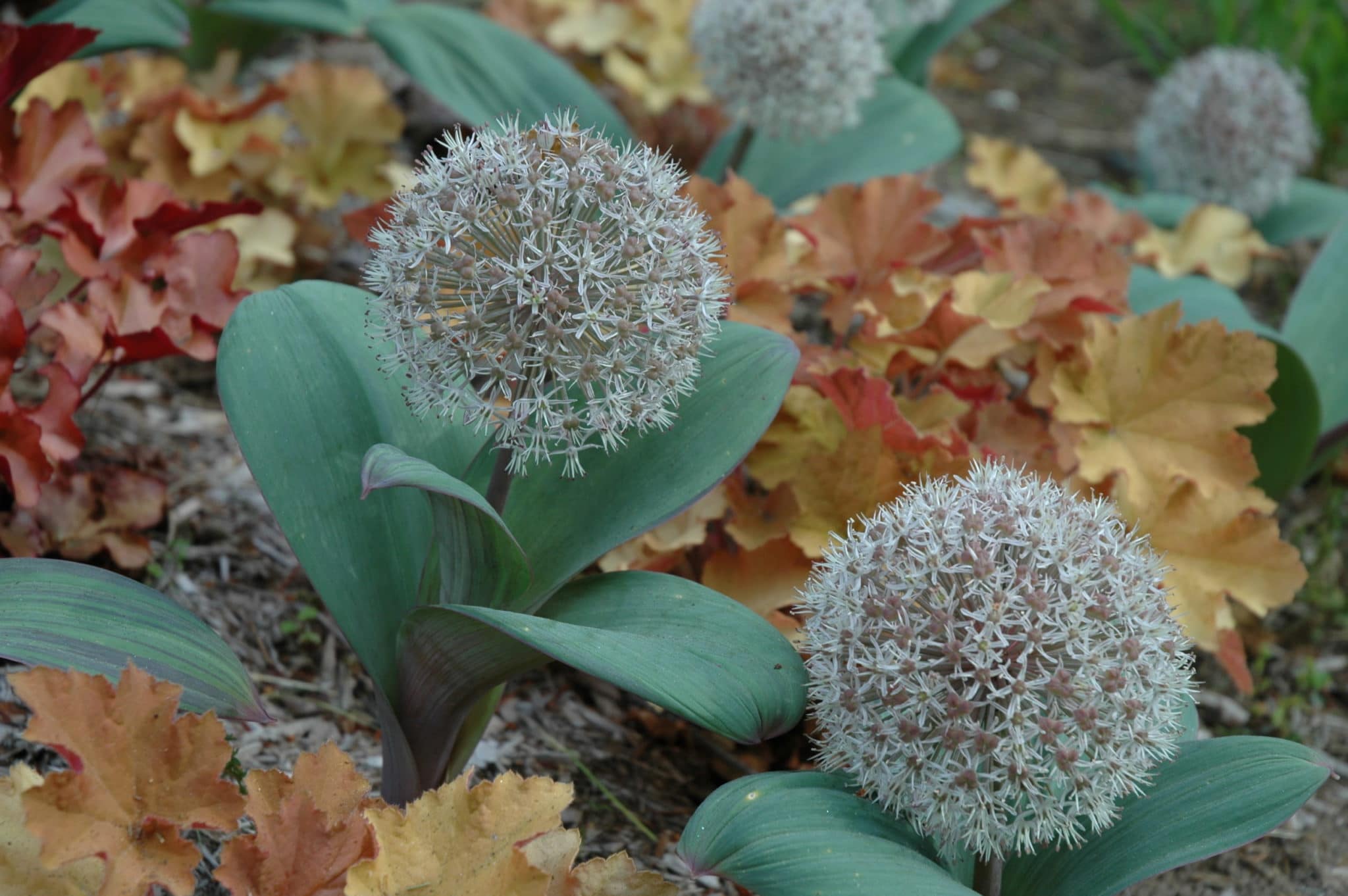 Как вырастить декоративный лук, популярные разновидности