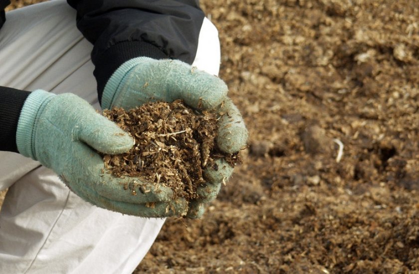 Подкормка чеснока при посадке в зиму — какие удобрения использовать