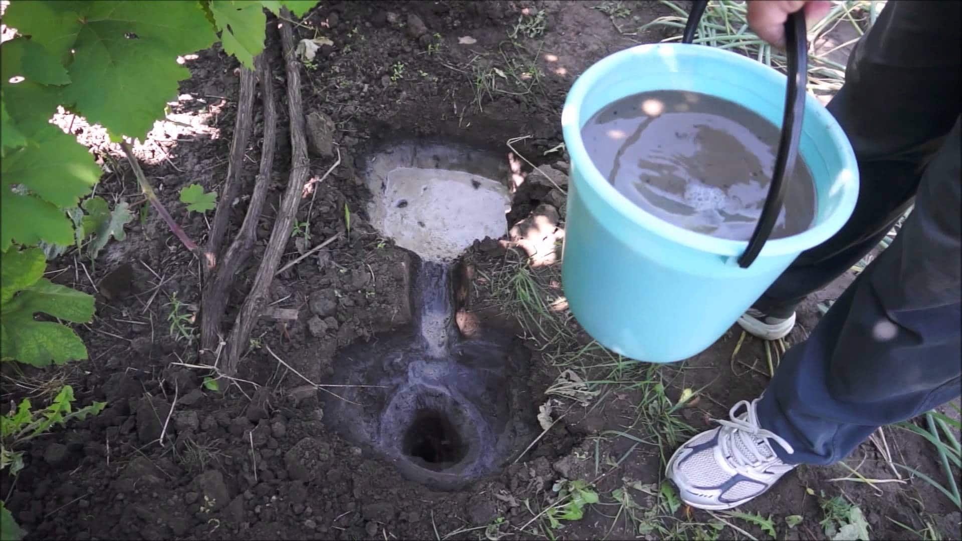 Как правильно ухаживать за виноградом в августе