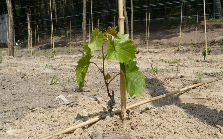 Методология выращивания виноградной лозы сорта Зилга