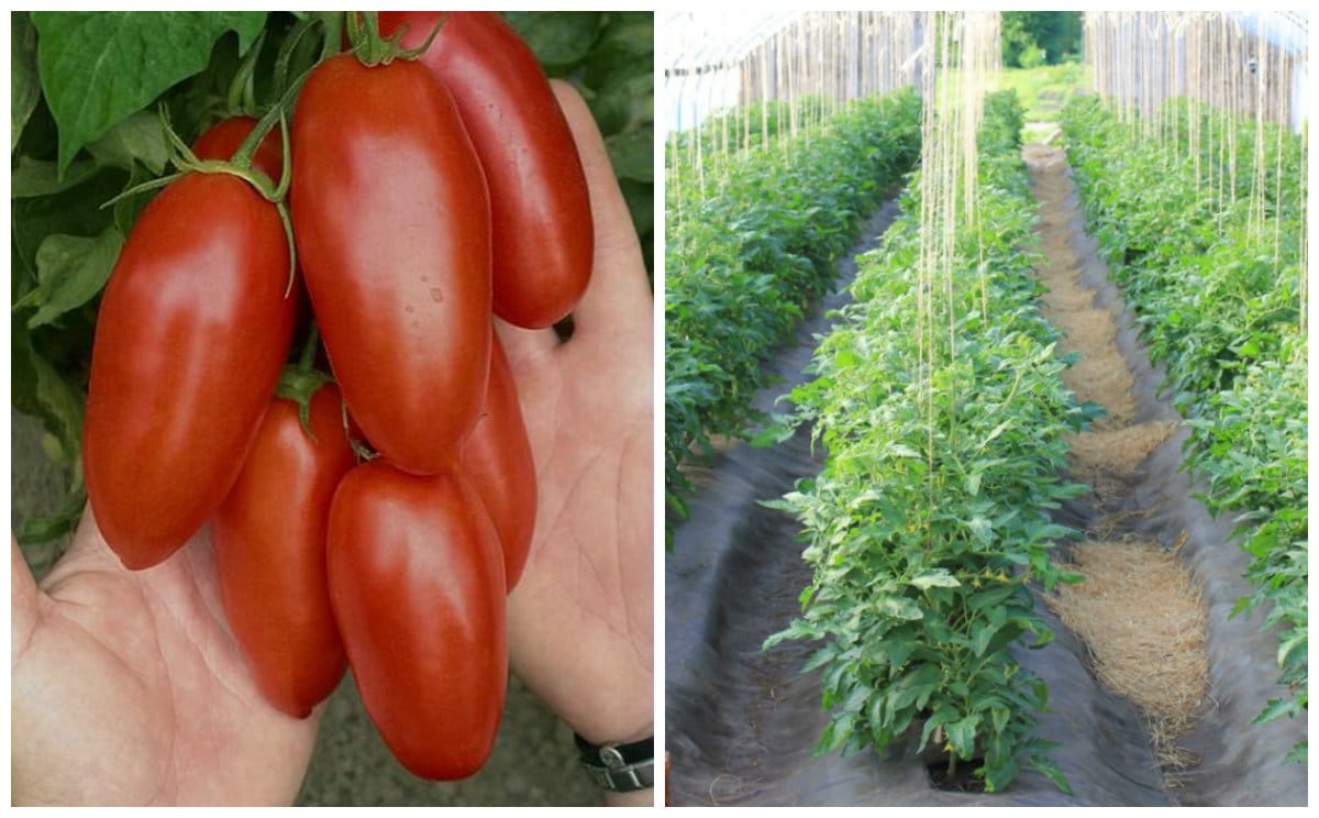 Высокоурожайный и среднеспелый сорт томатов Казанова