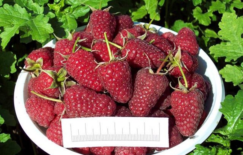 Отличие малины Польки от других ремонтантных сортов