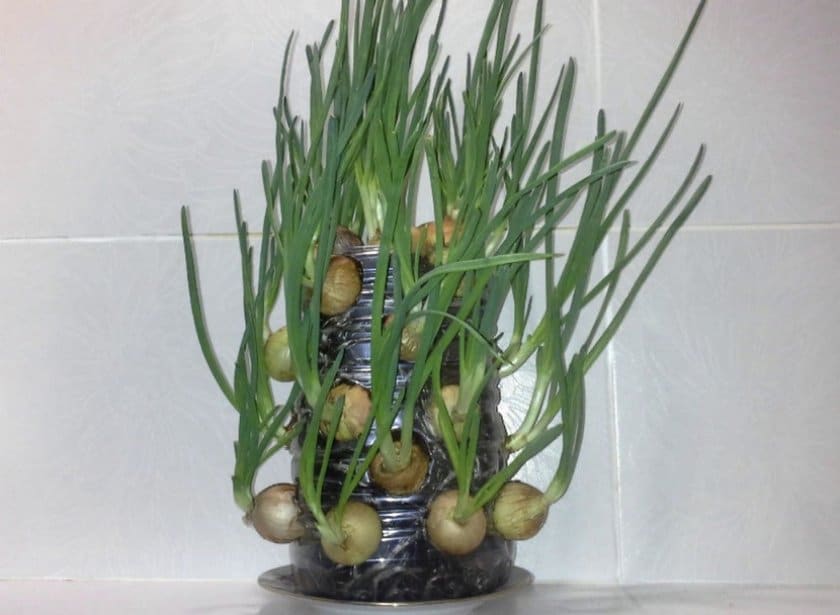 Как создать хорошие условия дома для выращивания зеленого лука зимой