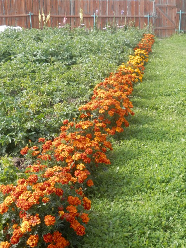 Описание картошки раннего сорта «Невский»