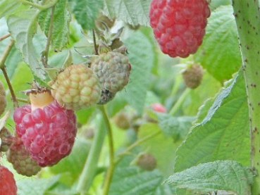 Серая гниль