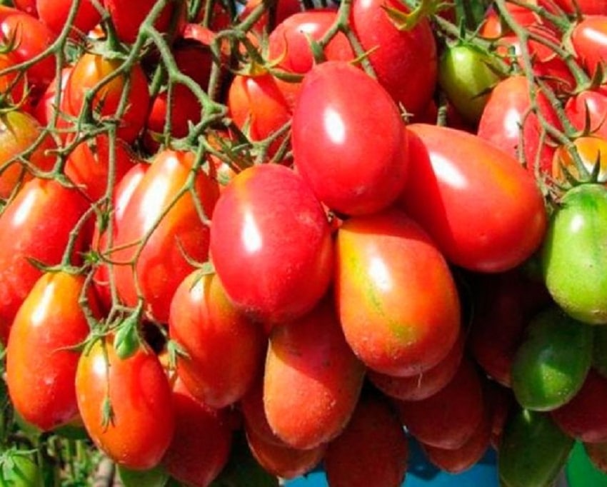 Популярные разновидности помидоров сливка