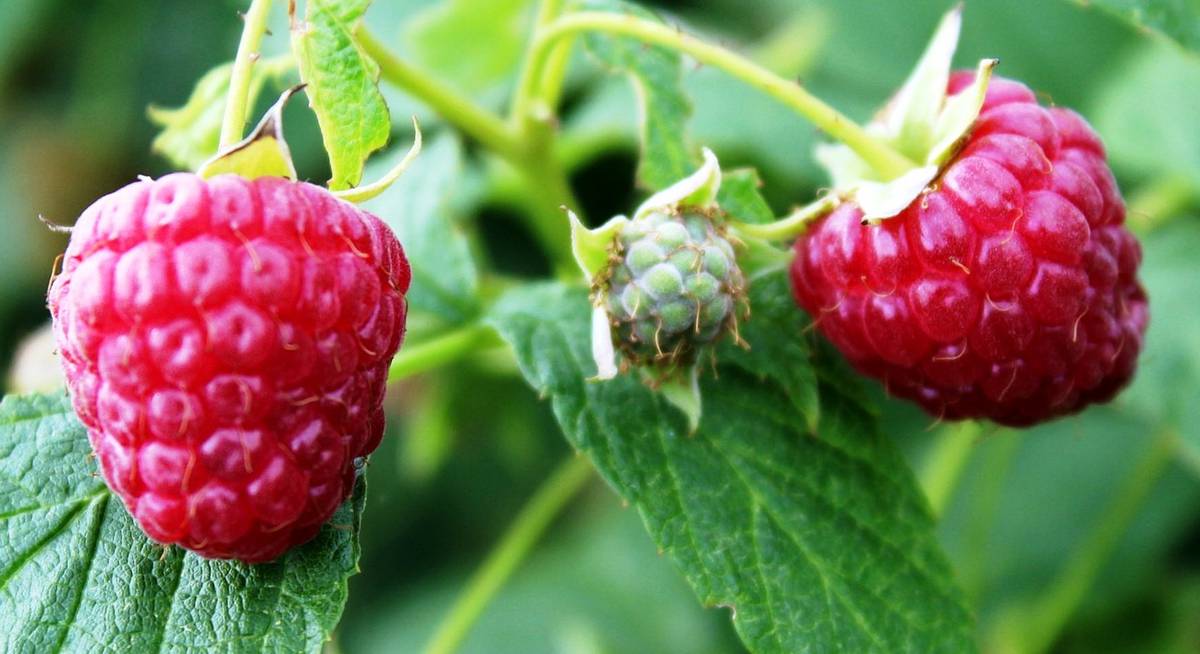 Можно ли размножать малину черенками осенью