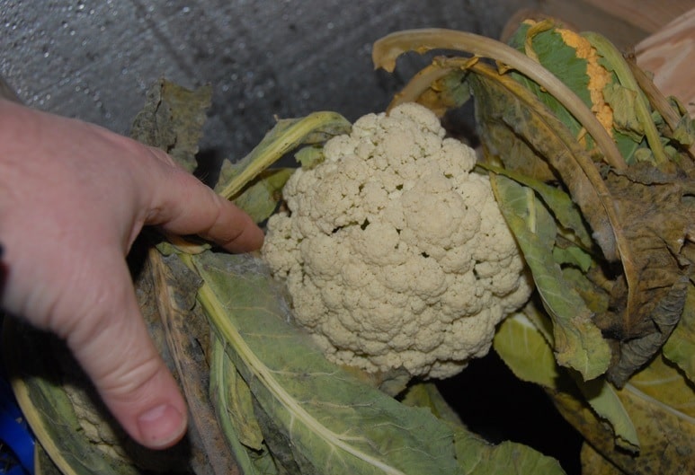 Уборка цветной капусты в открытом грунте