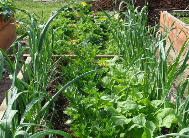 Как подготовить грядку под чеснок для посадки осенью