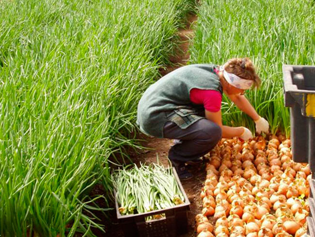 Тепличный способ выращивания зеленого лука, методы для зимы