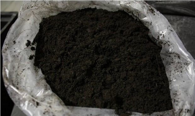 Защита от мороза чеснока посаженного под зиму — надо ли укрывать