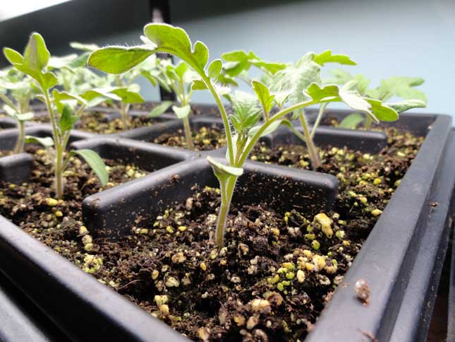 Описание индетерминантного томата Де Барао