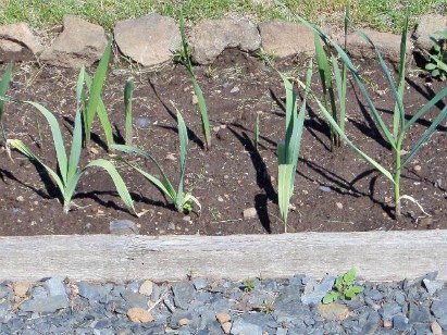 Что посадить на огороде весной, летом и осенью