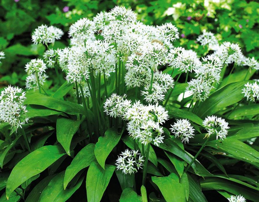 Как вырастить черемшу осенью под зиму из семян