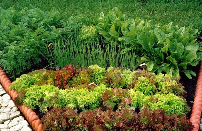 Какие культуры можно посадить после капусты