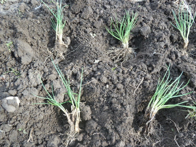 Описание шнитт-лука, как вырастить зимой в горшке, в открытом грунте