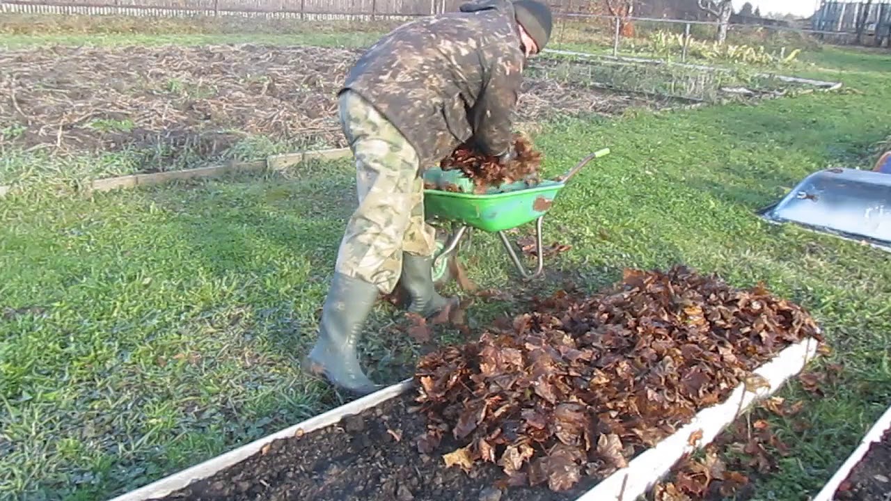 Защита от мороза чеснока посаженного под зиму — надо ли укрывать