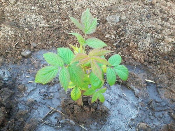 Как правильно ухаживать за ремонтантной малиной