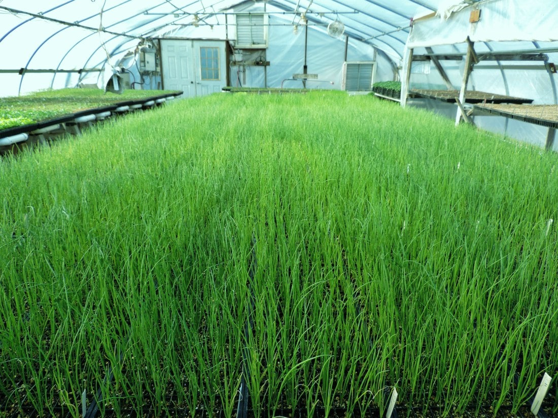 Тепличный способ выращивания зеленого лука, методы для зимы