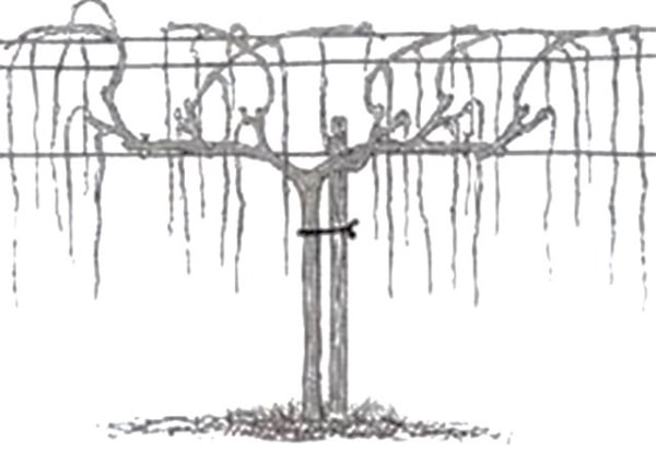 Правила разведения винограда Гарольд раннего созревания