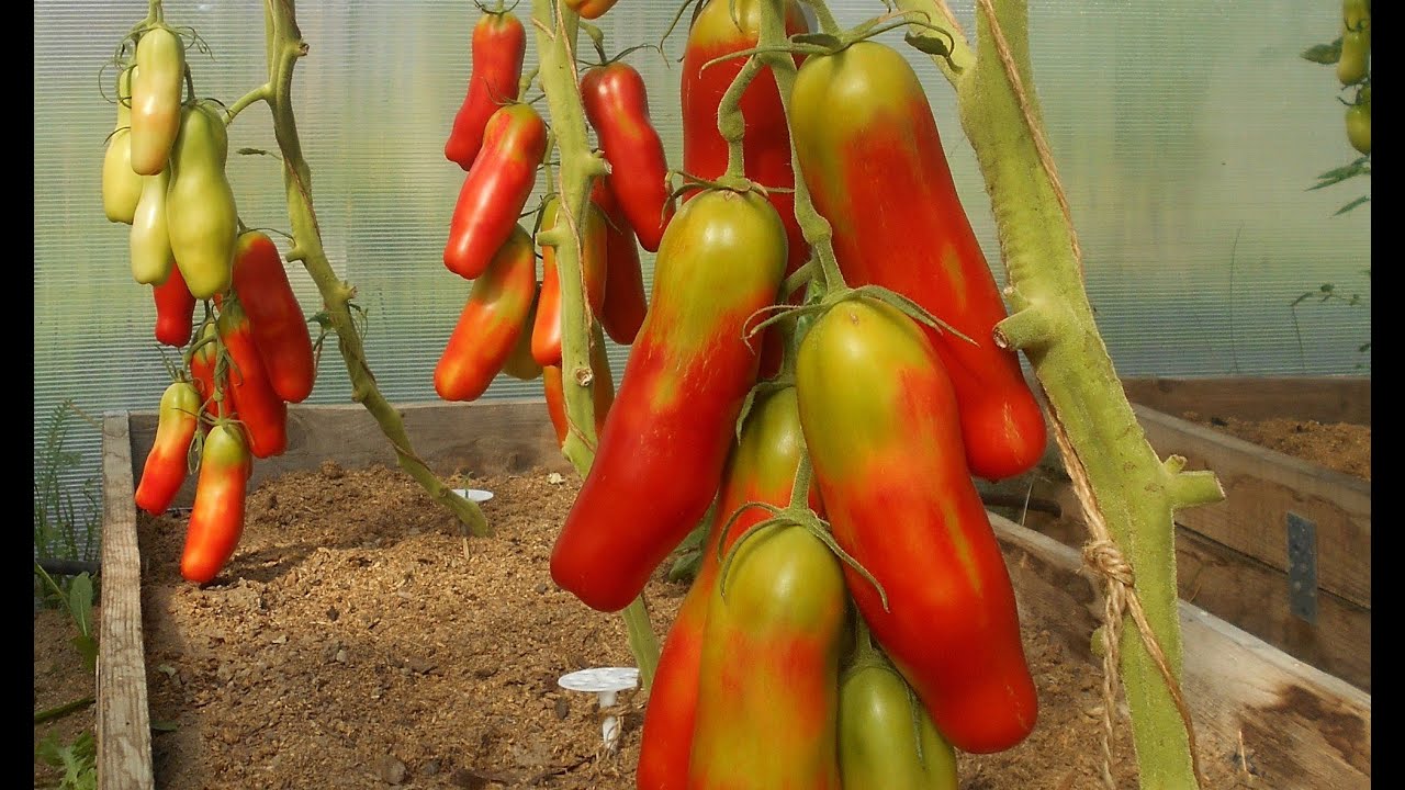 Высокоурожайный и среднеспелый сорт томатов Казанова