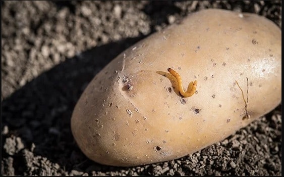 Описание сортовой картошки Синеглазка — сроки созревания