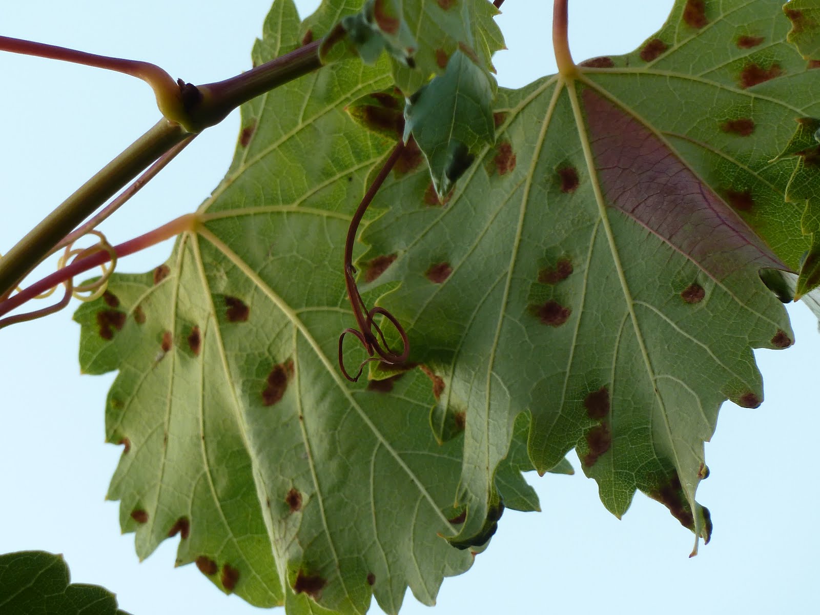 Почему на листьях виноградной лозы появляются пятна — чем обрабатывать?