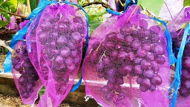 Выращивание плодового сорта винограда Байконур