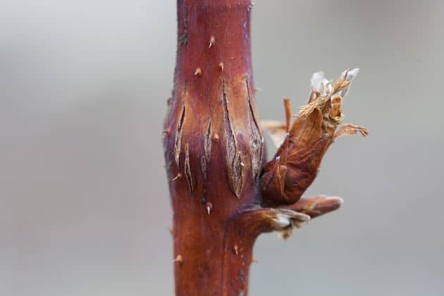 Ремонтантная разновидность раннеспелой малины сорта Гусар