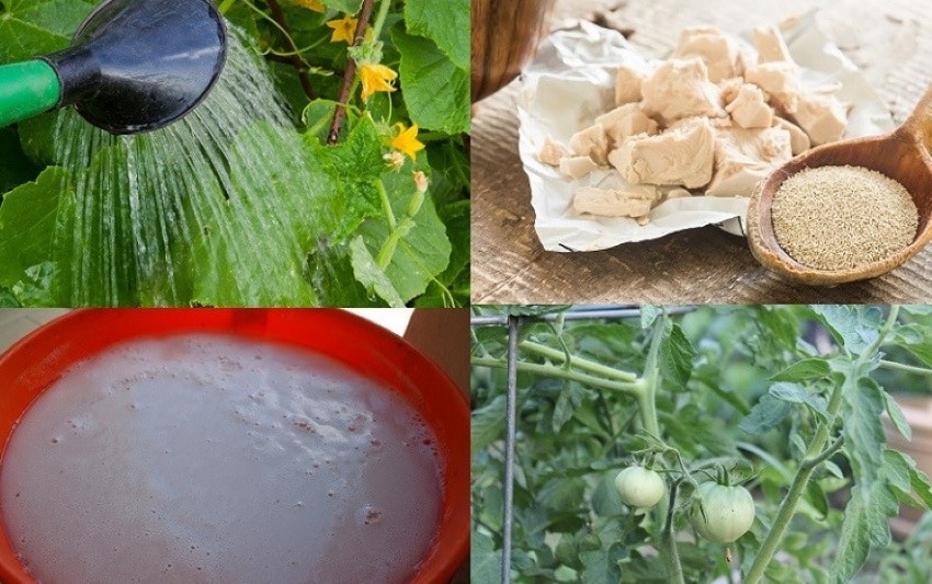 Действенная дрожжевая подкормка для огурца и помидоров