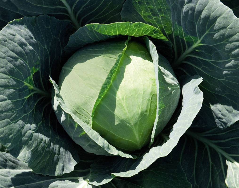 Преимущества сорта капусты Каменная голова