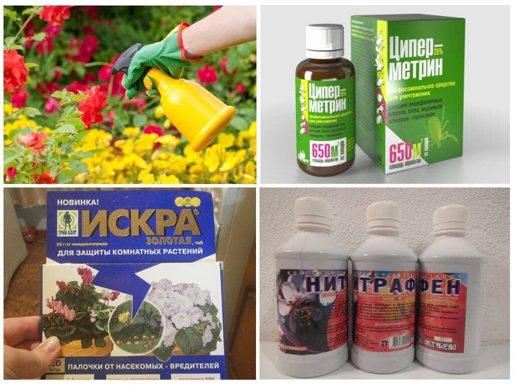 Как избавится от тли на огурцах в домашних условиях