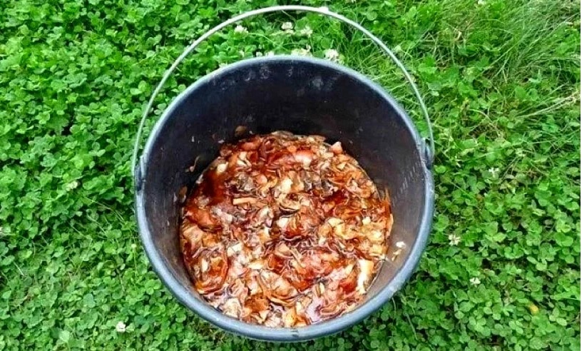 Как избавится от тли на огурцах в домашних условиях