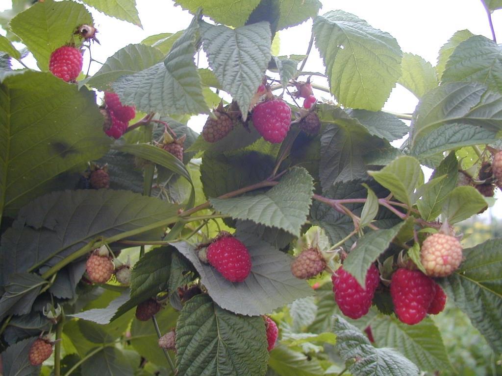 Штамбовый сорт среднего срока созревания малины Крепыш