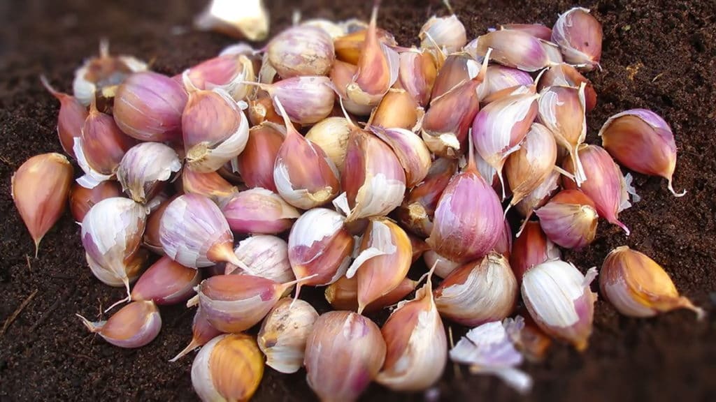 Когда сибирякам лучше сажать озимый чеснок