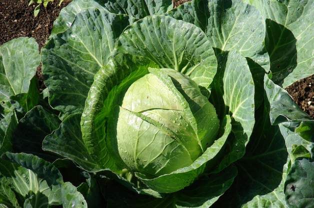 Высокоурожайный и неприхотливый сорт капусты Надежда