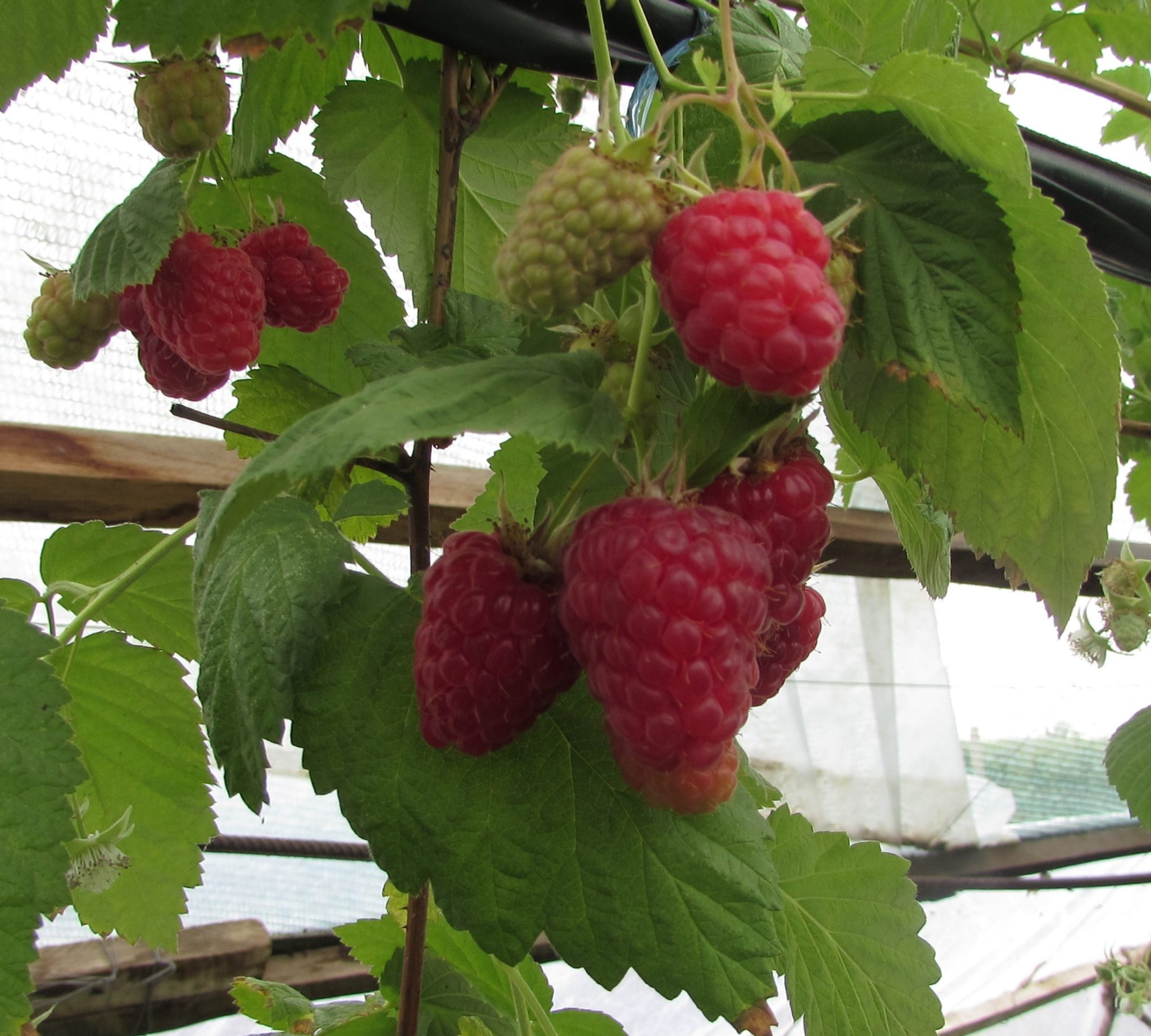 Штамбовый сорт среднего срока созревания малины Крепыш