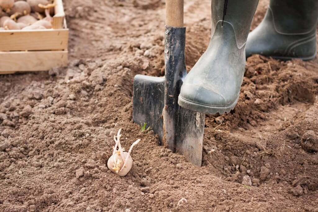 Как правильно сажать картошку под лопату?