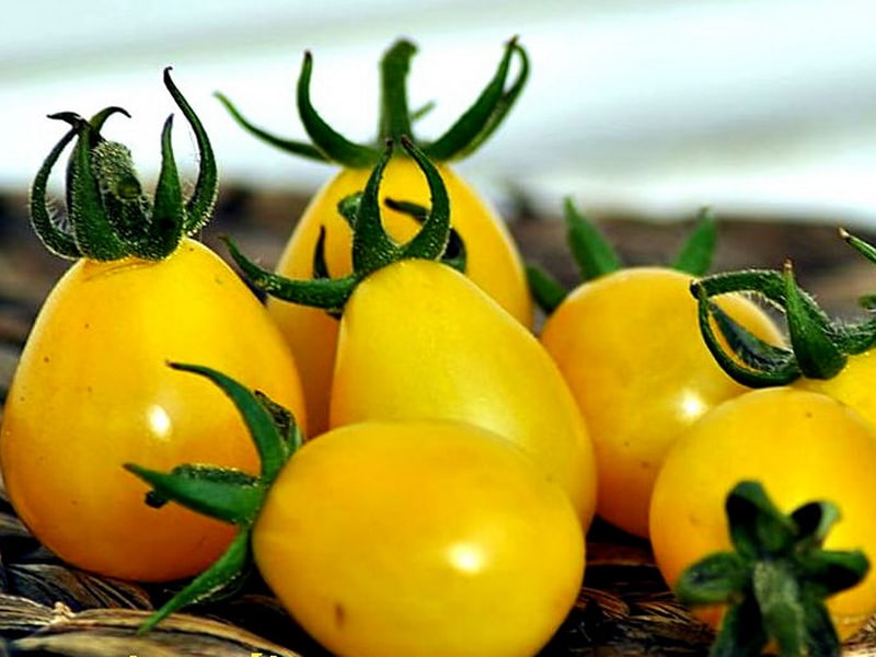 Отличительные особенности сортов желтых помидоров