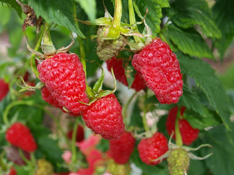 Особенности выращивания малины сорта Карамелька