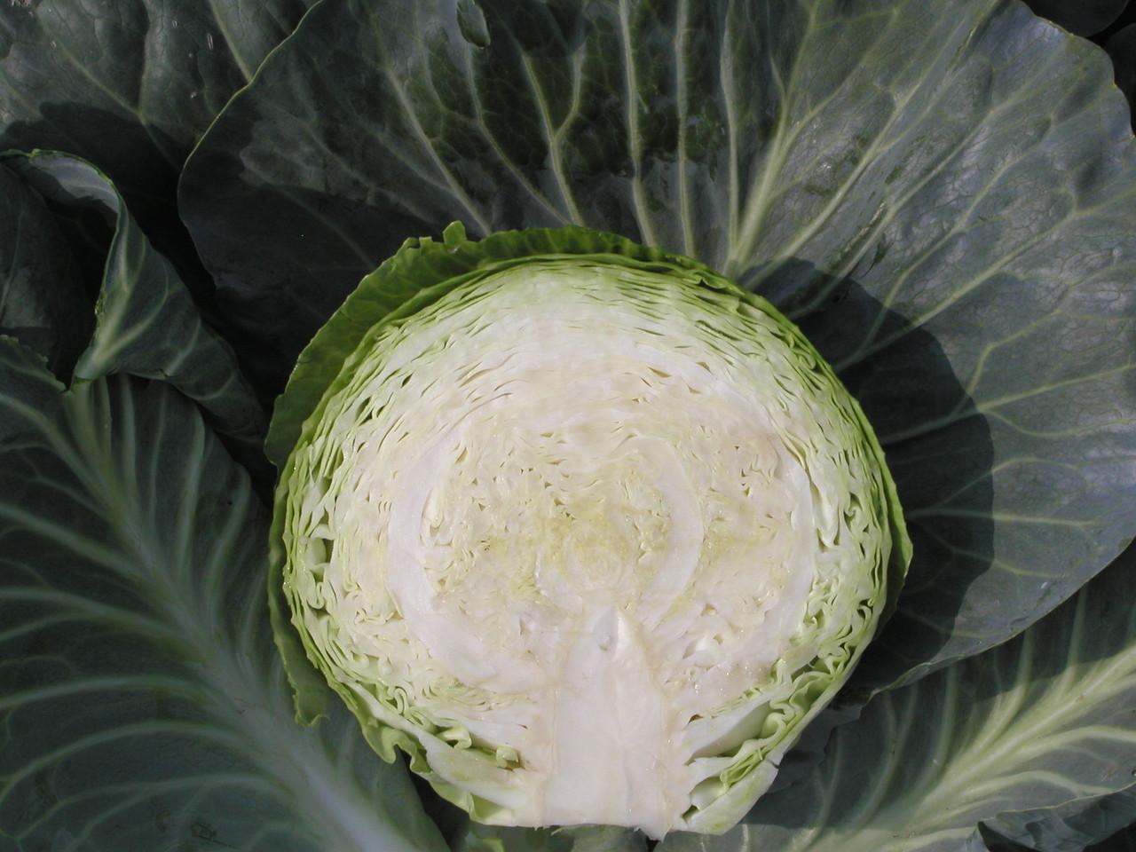 Описание сорта капусты Атрия и ее особенности выращивания