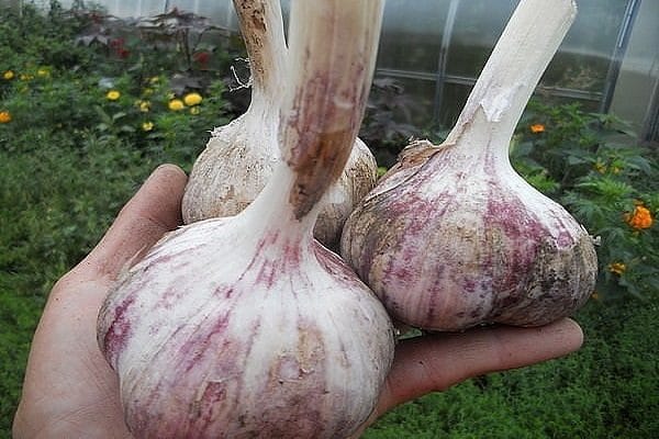 Технология выращивания крупного чеснока в открытом грунте