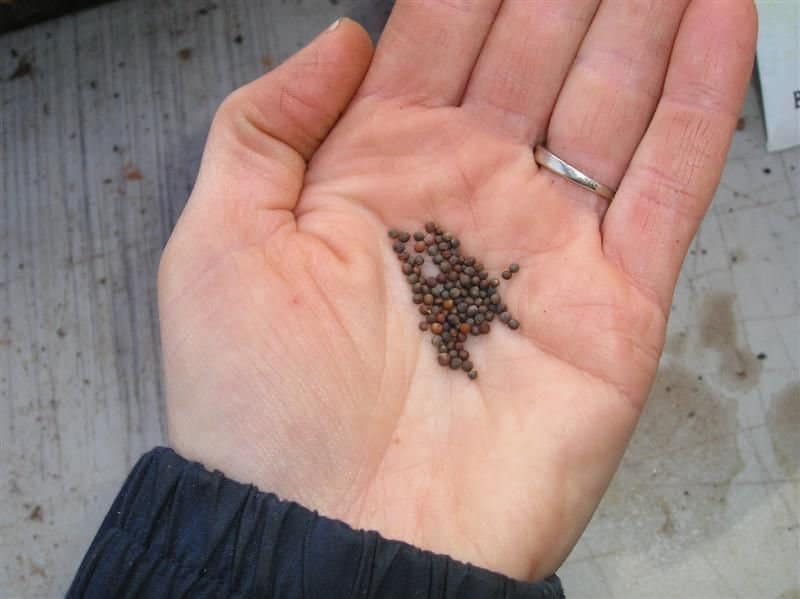 Выращивание маточных растений капусты для получения своих семян