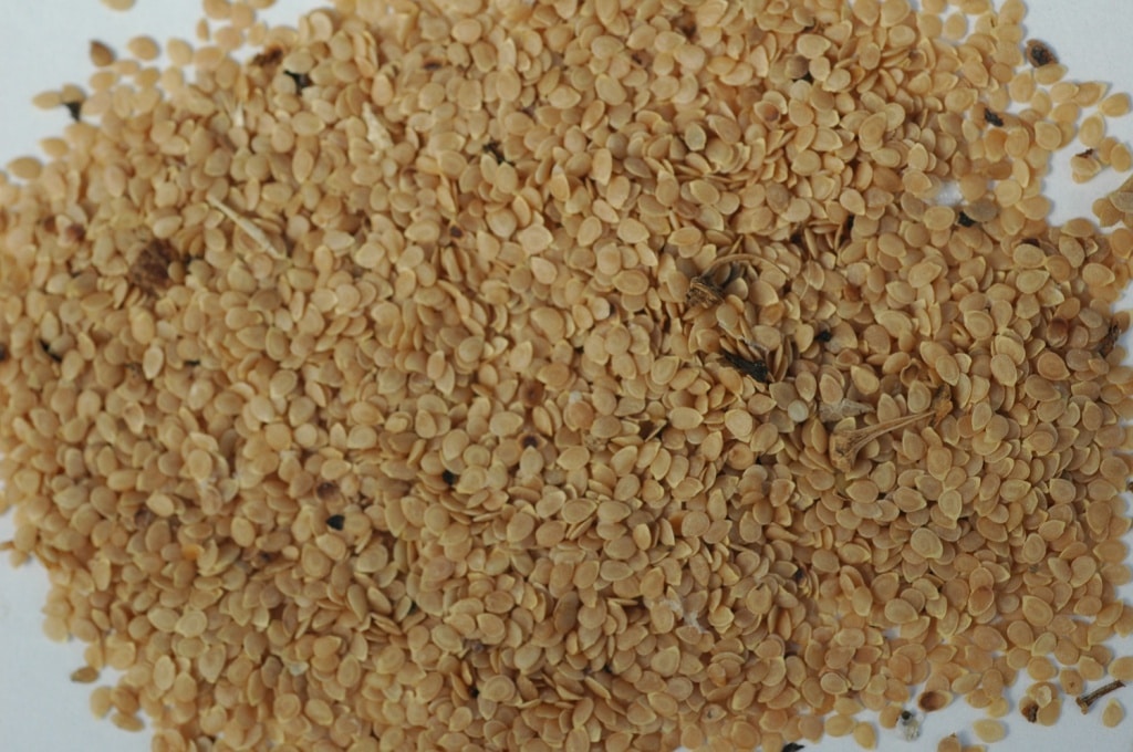 Выращивание картошки из семян в домашних условиях