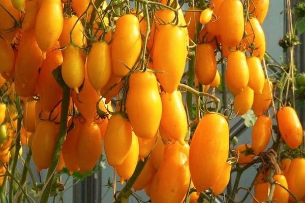 Описание и характеристика сорта томата Банановые ноги