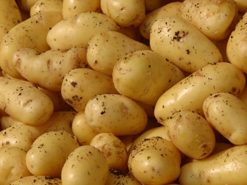 Генномодифицированные сорта картофеля — как отличить от обычных?
