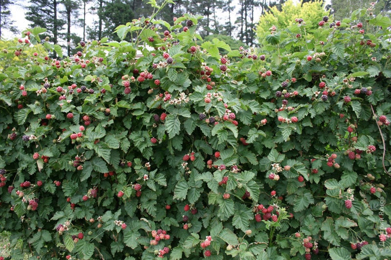 Характеристика и описание ежемалины Тайберри