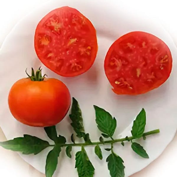 История сорта и уникальность томата Монгольский карлик